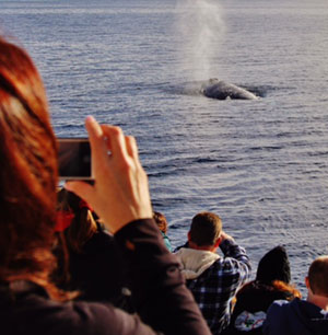 Whale Watching Close Up