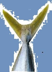 yellowtail