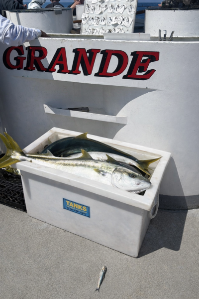 Photo Submitted By The Grande 3.27.26