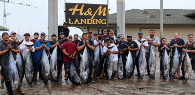 A large group of men with their Giant Bluefin catch at H&M Landing.